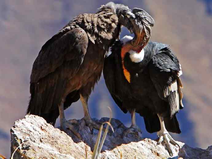 犬科：狐亚科伪狐属之阿根廷狐、山狐、达尔文狐