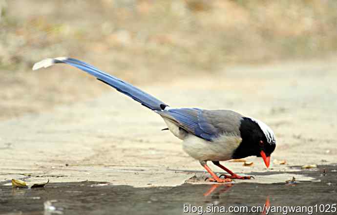 红嘴蓝鹊