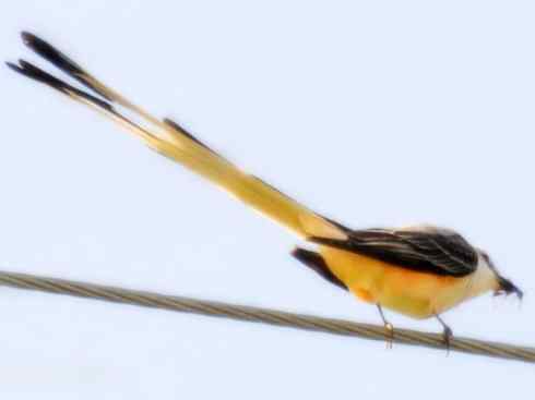 猎奇:长尾鸟雀之二 猎奇:长尾鸟雀之二