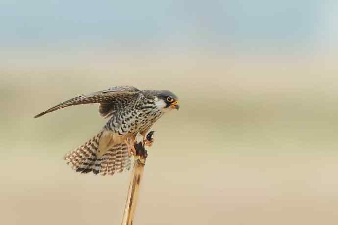 五月天——趣拍阿穆尔隼（一）