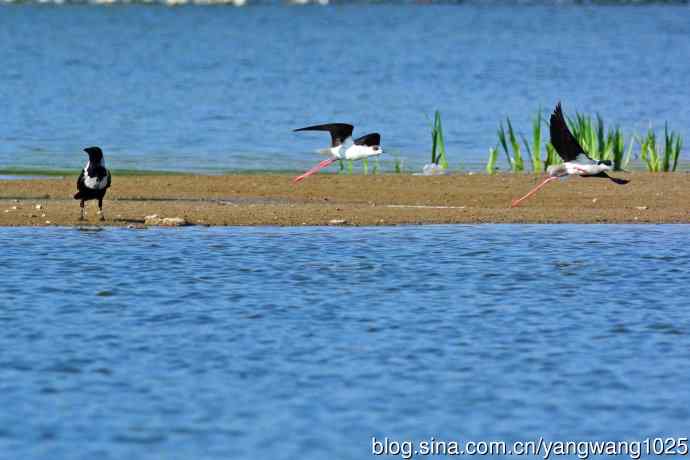 白颈鸦与黑翅长脚鹬