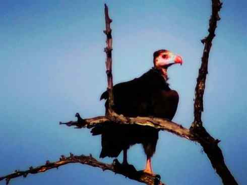 白头鸟系列:另类的美丽12 白头鸟系列:另类的美丽12