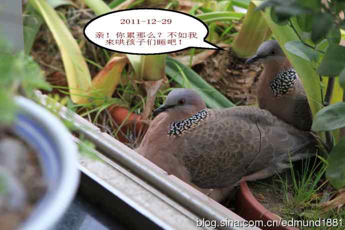 珠颈斑鸠育儿记