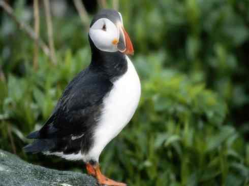 猎奇：奇特的鸟喙之七