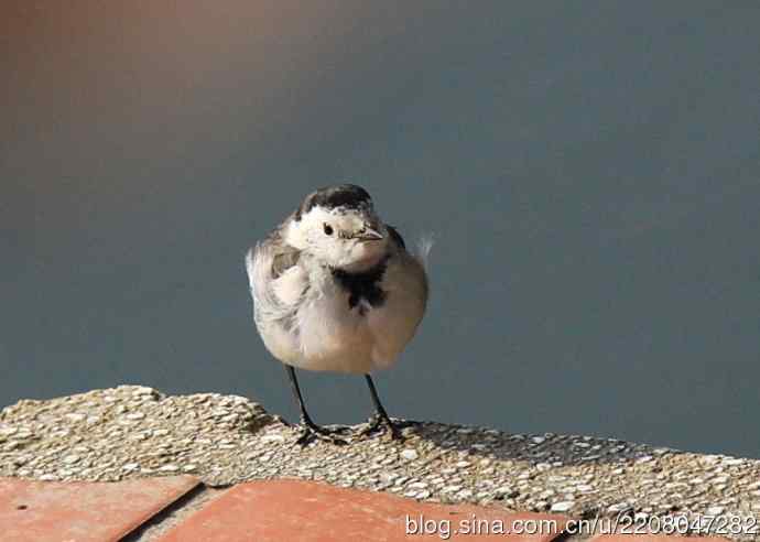 151.圣诞节送上12月份拍新鸟