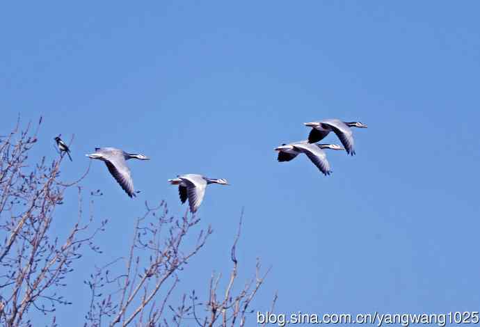斑头雁（抓拍）15
