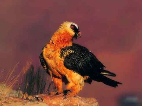 鸟类之最:大秃鹫