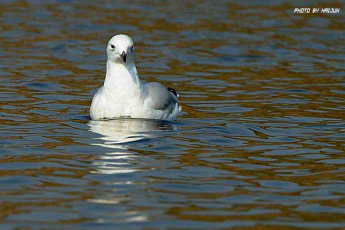 秋实（鹤鹬 wbr遗鸥 wbr扇尾沙锥 wbr金斑鸻）
