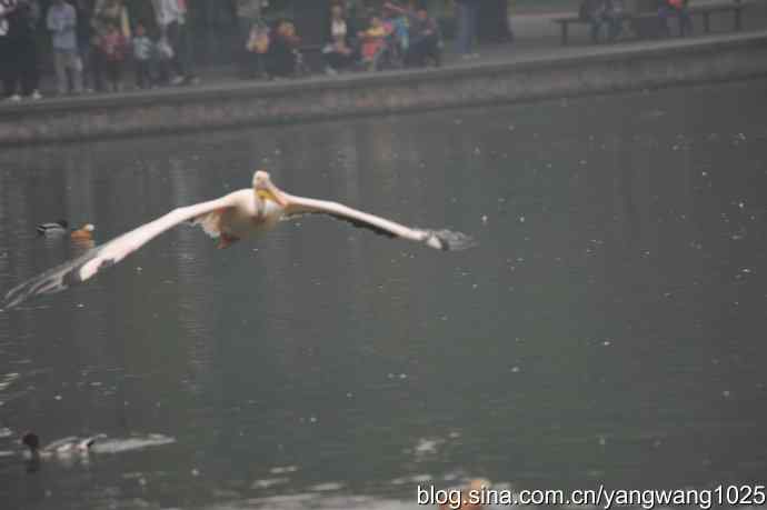 再拍鹈鹕 wbr11 再拍鹈鹕 wbr11