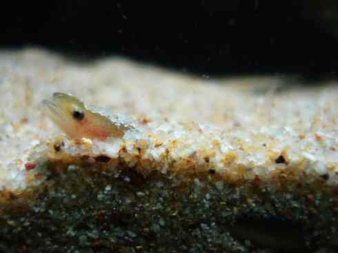 自然奇观：动物大迁徙(鳗鱼)