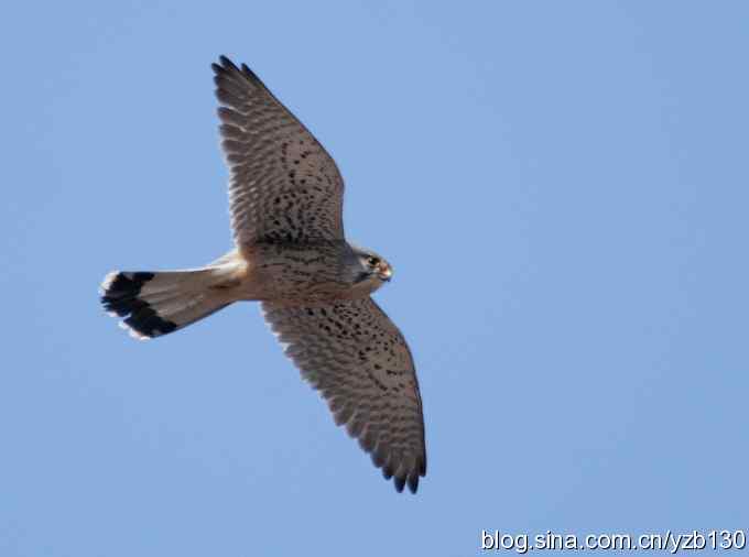 春节过后首次擦枪(组图)