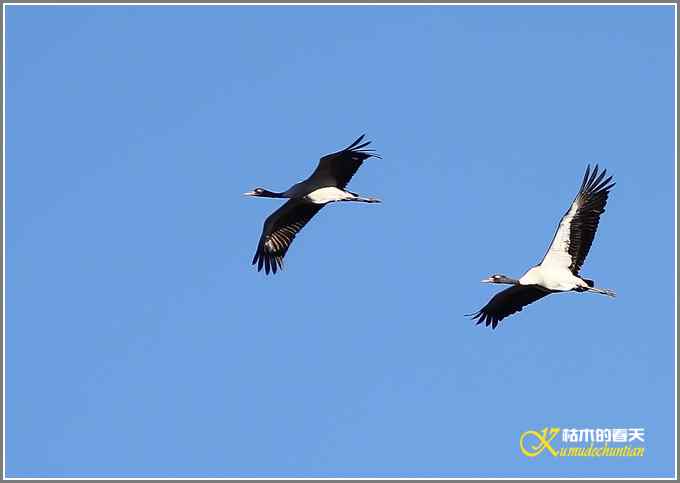 飞翔的鸟【照片】