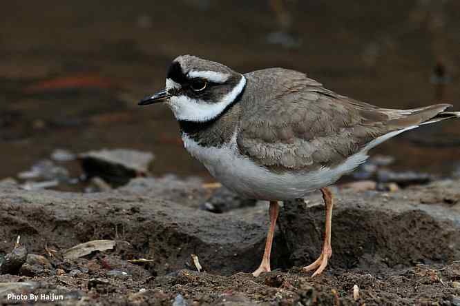 白河湾邂逅长嘴剑鸻