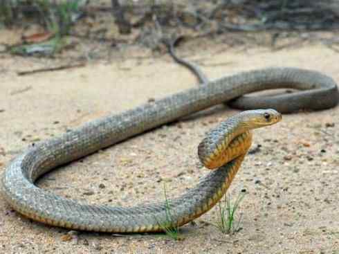 龙：传说的兽原型探秘（澳洲眼睛蛇类）