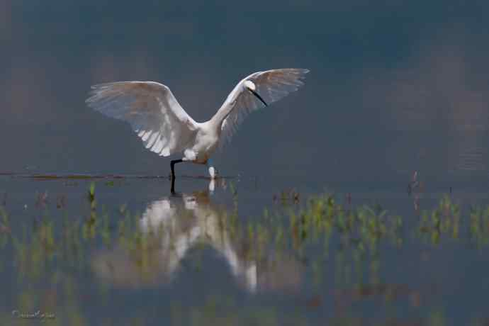 野鸭湖.生境白鹭