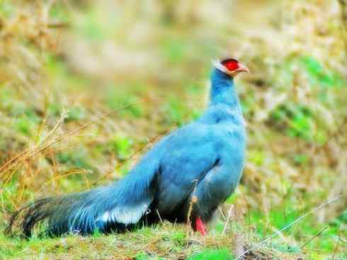 家禽驯化之源之五