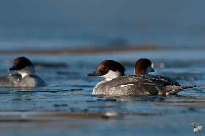 颐和园的白秋沙鸭