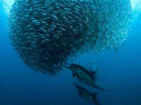 自然奇观：动物大迁徙(沙丁鱼)