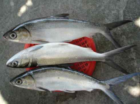 鱼类活化石：虱目鱼