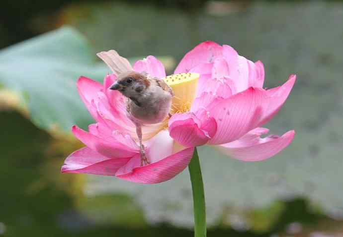 最不起眼的麻雀让我迷上拍鸟