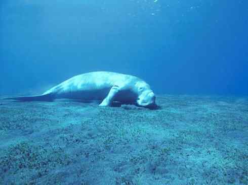 美人鱼：传说的兽原型探秘（儒艮）