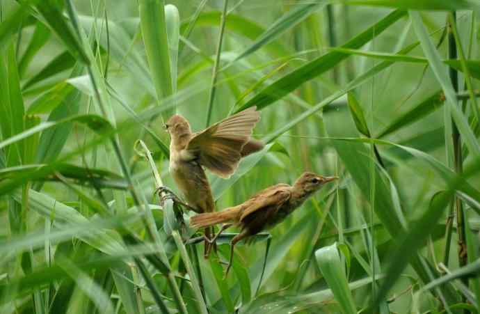 大苇莺整天唱不停