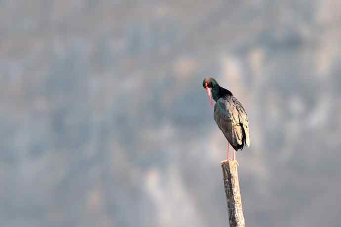 红隼与黑鹳（6P）