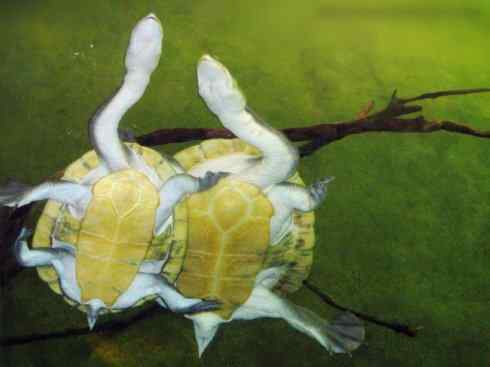 玄武：传说的兽原型探秘（澳洲长颈龟）