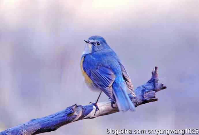 雄性红胁蓝尾鸲(11) 雄性红胁蓝尾鸲(11)