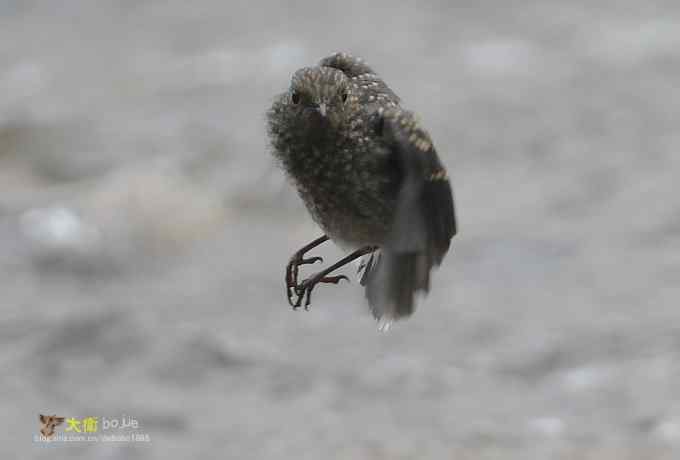 父爱如山：实拍红尾水鸲和它的四个宝宝们