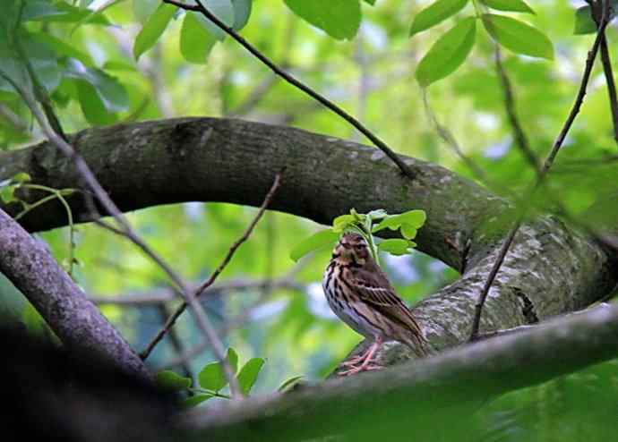 187.浙江缙云仙都农家乐（-）朱潭山鸟图