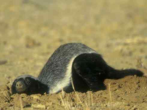 十大喜食蜂蜜动物：蜜獾