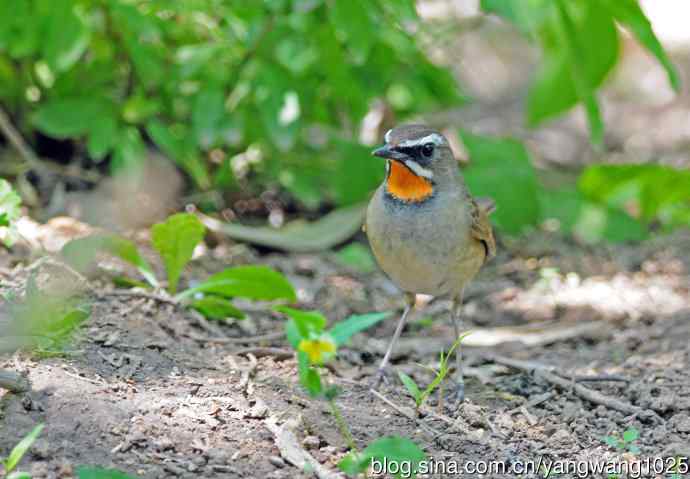 红喉歌鸲（10）