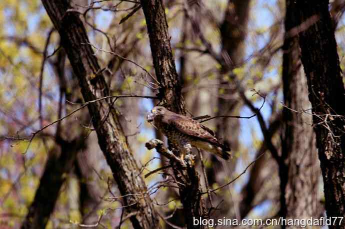 美国鸟类摄影——老鹰抓老鼠