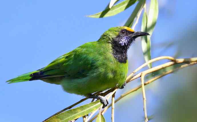 不知细叶谁来扮 wbr金额叶鹎似柳条