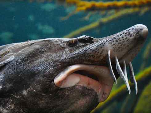 鱼类活化石：中华鲟