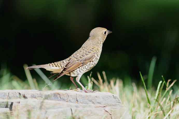 【新鸟】白喉矶鸫（雌）