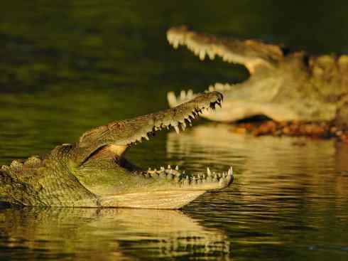 龙：传说的兽原型探秘（鳄类）