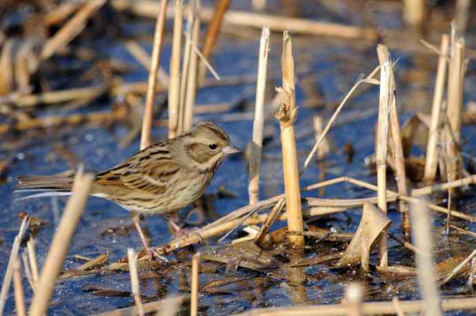 雌性灰头鹀（3）