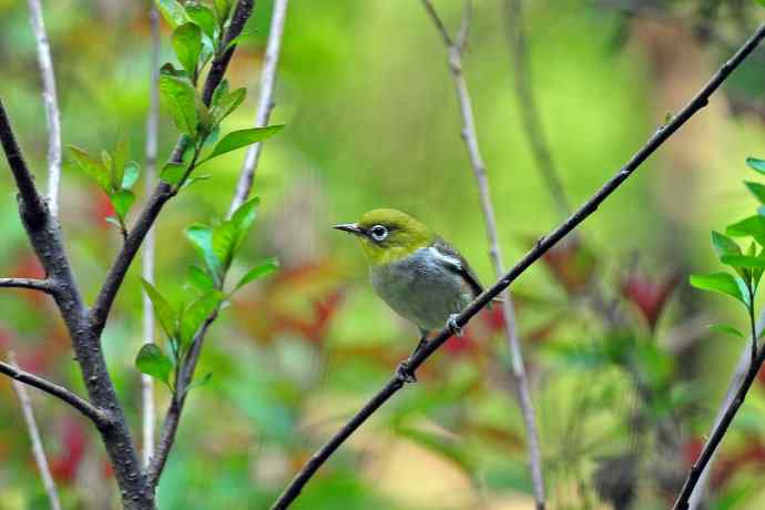 红胁绣眼鸟(8) 红胁绣眼鸟(8)