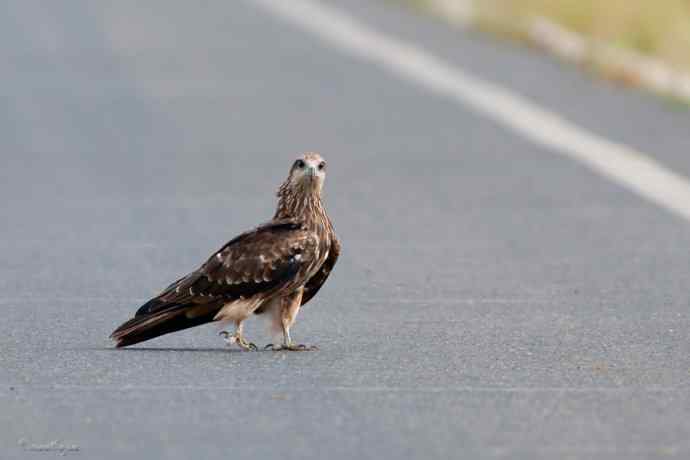 马路天使黑耳鳶