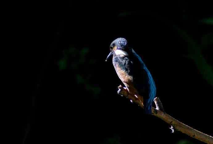 光影中的小小翠