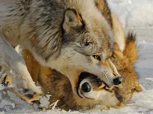 犬科：犬亚科犬属之灰狼