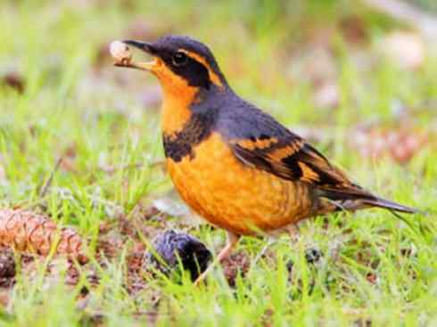 美丽无罪：雀鸟之矶鸫