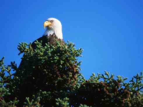 白头鸟系列：另类的美丽（白头海雕）