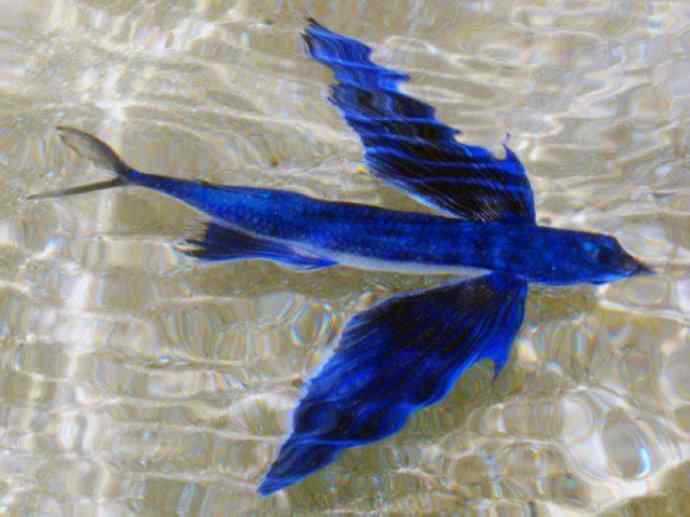 鱼类活化石:齿蝶鱼 鱼类活化石:齿蝶鱼