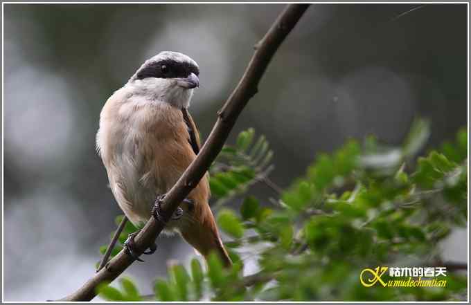 棕背伯劳一组【照片】