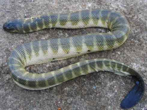 龙:传说的兽原型探秘(海蛇类) 龙:传说的兽原型探秘(海蛇类)