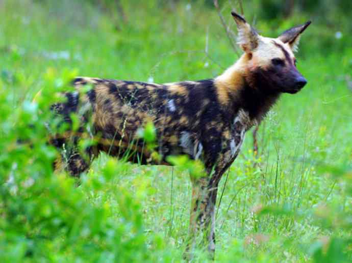 犬科：薮犬亚科非洲野犬属之非洲野犬