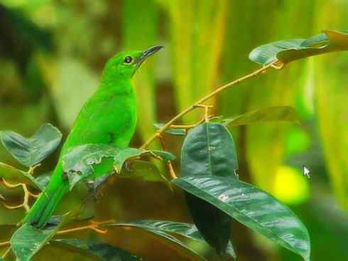 美丽无罪：雀鸟之叶鹎